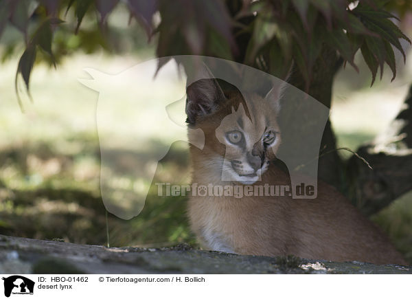 Karakal / desert lynx / HBO-01462