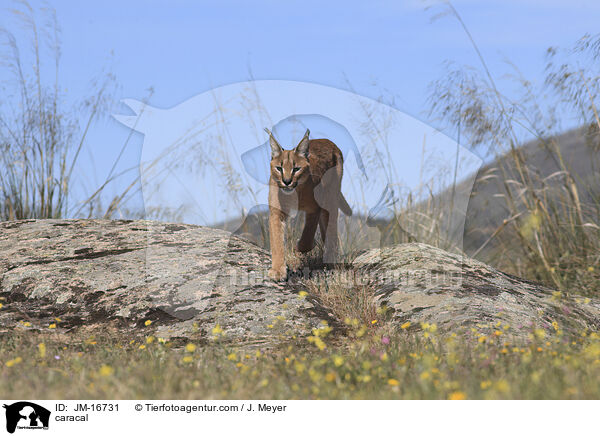 Karakal / caracal / JM-16731