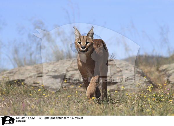 Karakal / caracal / JM-16732
