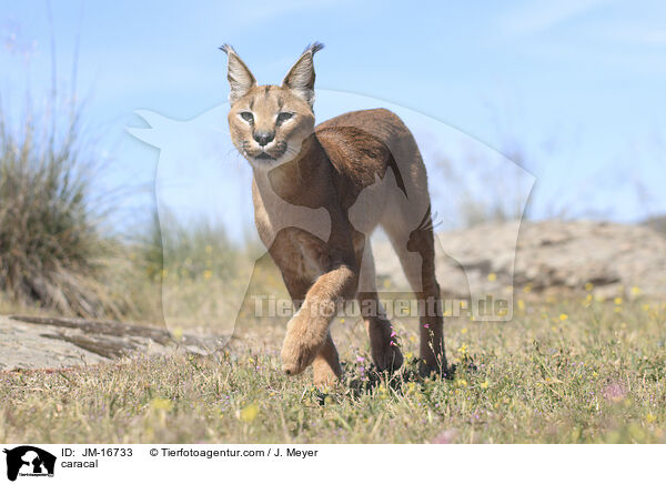Karakal / caracal / JM-16733