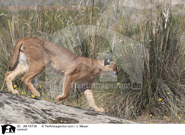 Karakal / caracal / JM-16738