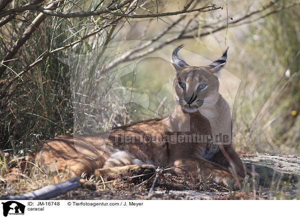 Karakal / caracal / JM-16748