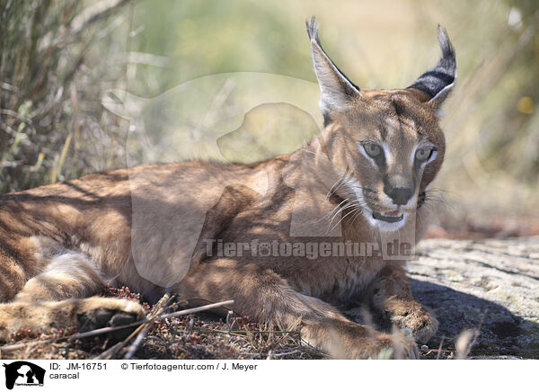 Karakal / caracal / JM-16751