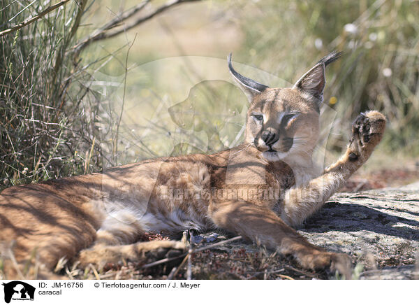 Karakal / caracal / JM-16756
