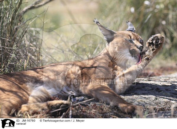 Karakal / caracal / JM-16760