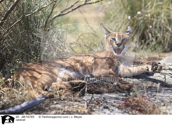 Karakal / caracal / JM-16765
