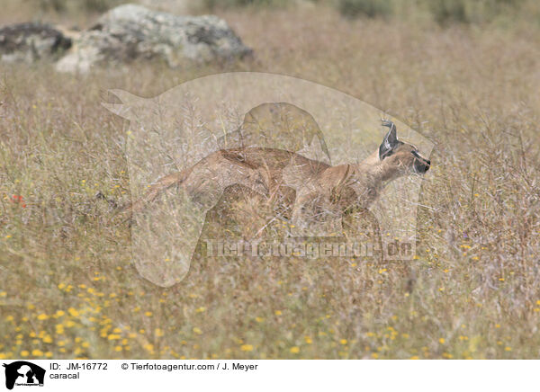 Karakal / caracal / JM-16772