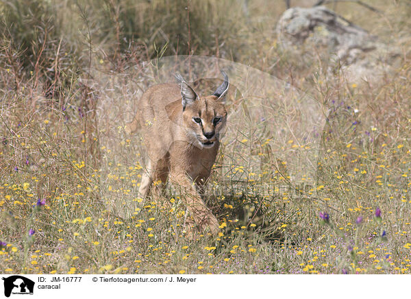 Karakal / caracal / JM-16777
