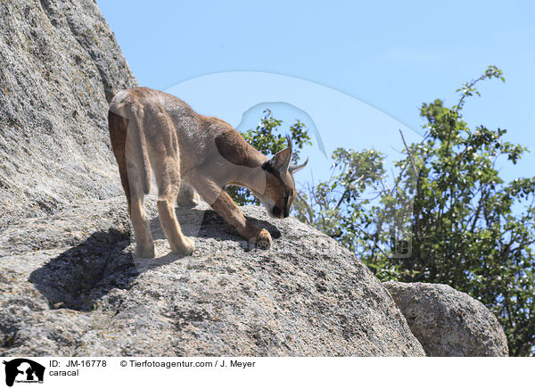 Karakal / caracal / JM-16778