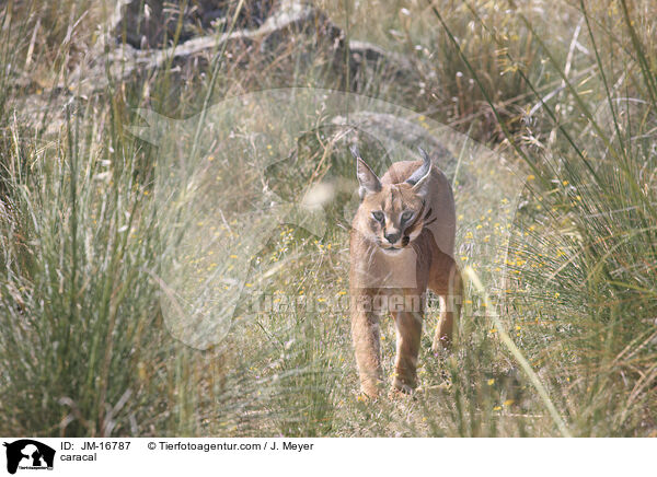 Karakal / caracal / JM-16787