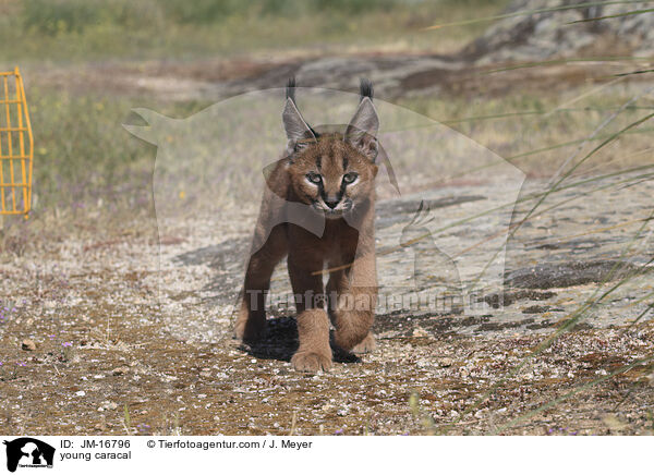 junger Karakal / young caracal / JM-16796