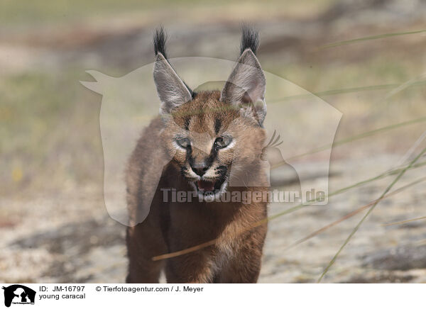 junger Karakal / young caracal / JM-16797