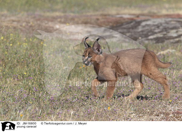 junger Karakal / young caracal / JM-16800