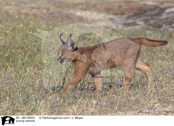 junger Karakal / young caracal / JM-16802