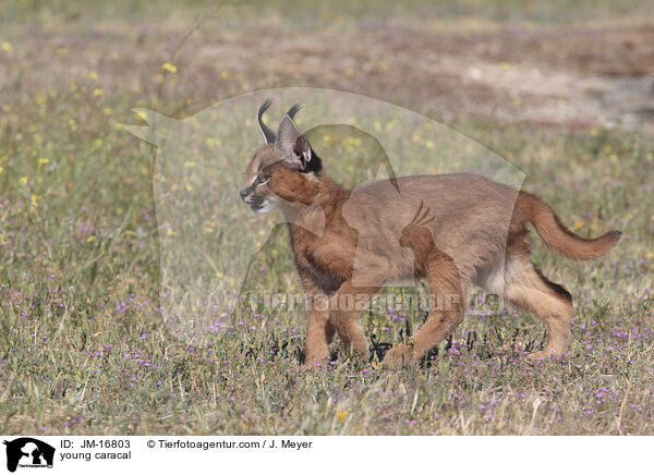 junger Karakal / young caracal / JM-16803