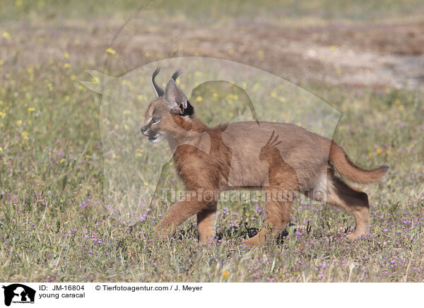 junger Karakal / young caracal / JM-16804