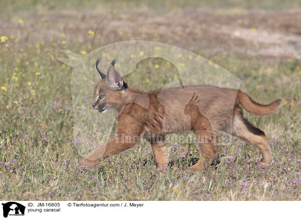 junger Karakal / young caracal / JM-16805