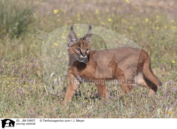 junger Karakal / young caracal / JM-16807