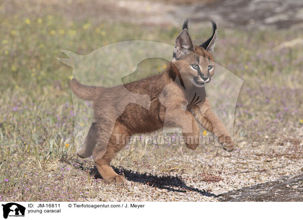 junger Karakal / young caracal / JM-16811