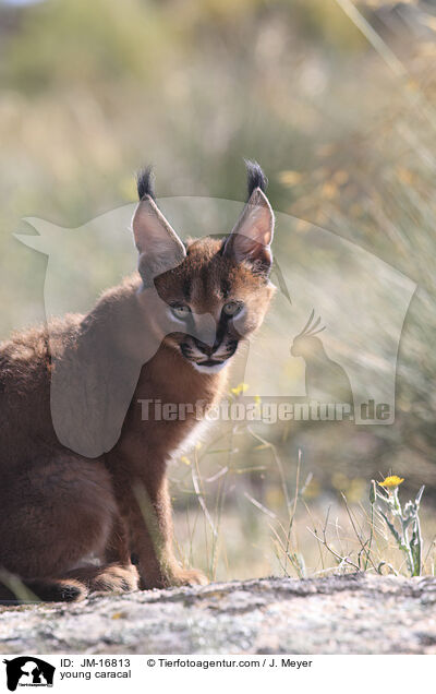junger Karakal / young caracal / JM-16813