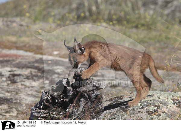 junger Karakal / young caracal / JM-16815