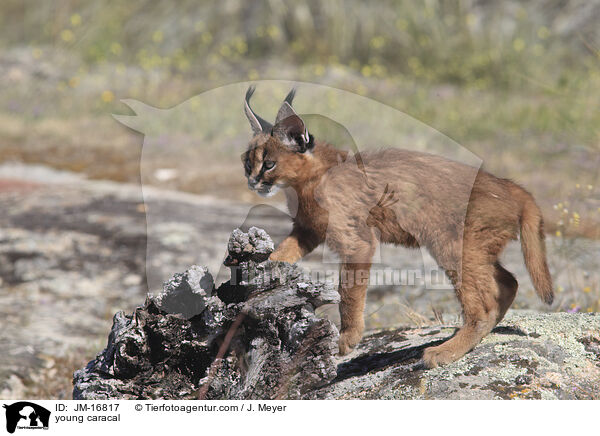 junger Karakal / young caracal / JM-16817