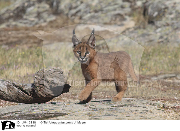 junger Karakal / young caracal / JM-16818