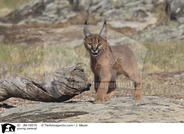 junger Karakal / young caracal / JM-16819