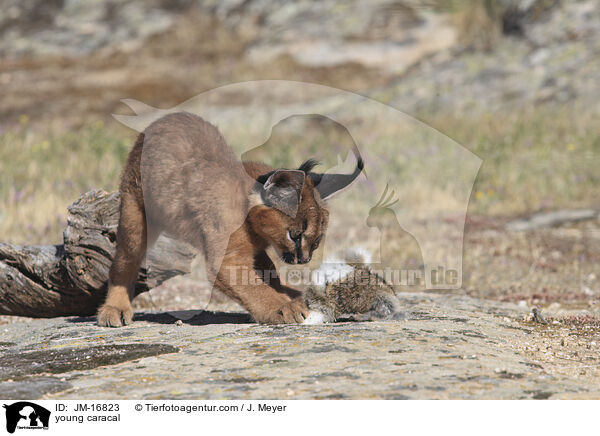 junger Karakal / young caracal / JM-16823