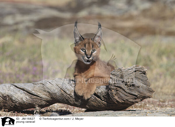 junger Karakal / young caracal / JM-16827