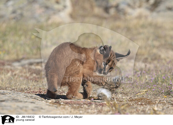 junger Karakal / young caracal / JM-16832