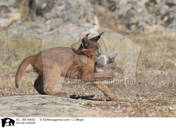 junger Karakal / young caracal / JM-16835