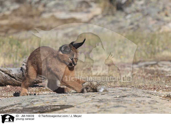 junger Karakal / young caracal / JM-16839