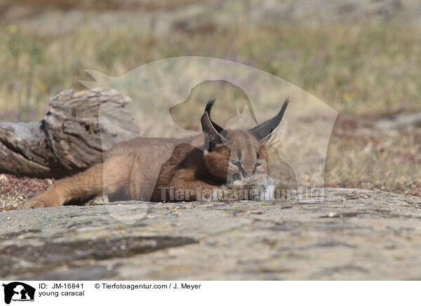 junger Karakal / young caracal / JM-16841