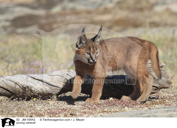 junger Karakal / young caracal / JM-16842