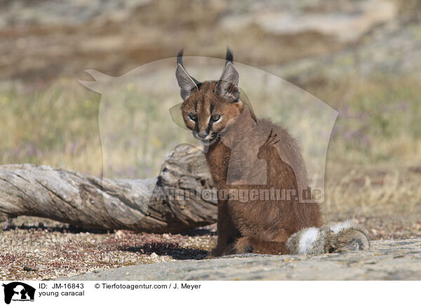 junger Karakal / young caracal / JM-16843