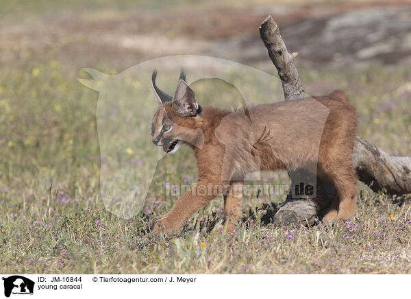 junger Karakal / young caracal / JM-16844