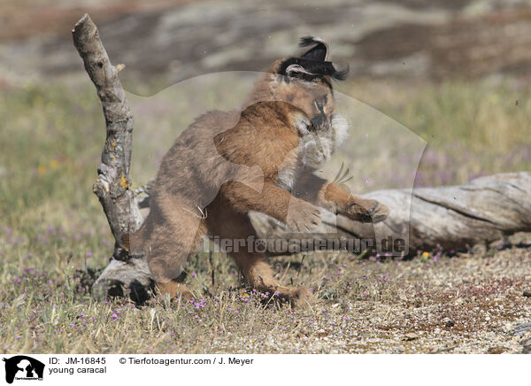 junger Karakal / young caracal / JM-16845
