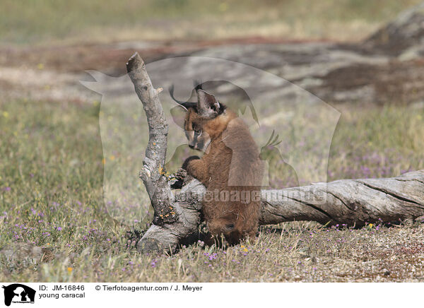 junger Karakal / young caracal / JM-16846