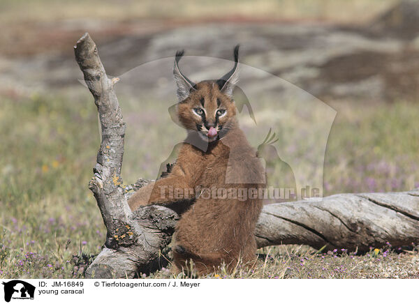 junger Karakal / young caracal / JM-16849