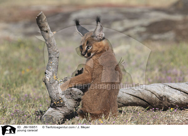 junger Karakal / young caracal / JM-16851