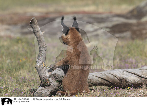 young caracal / JM-16852
