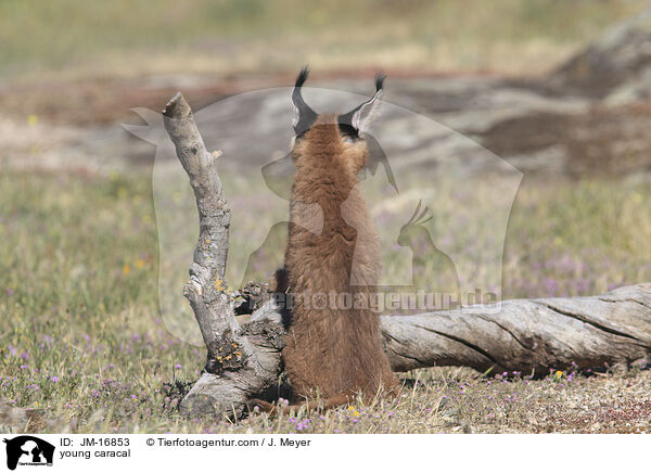 junger Karakal / young caracal / JM-16853
