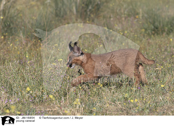 junger Karakal / young caracal / JM-16854