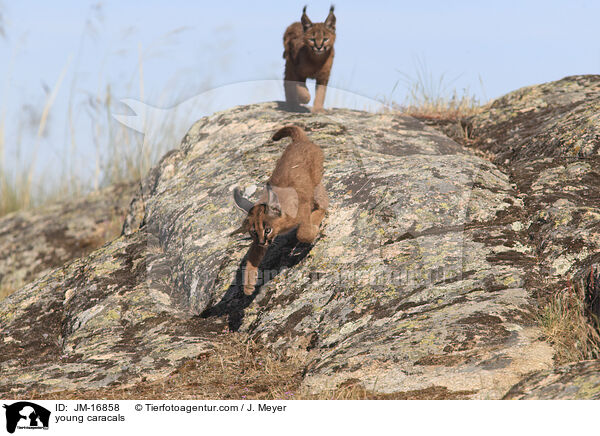 junge Karakale / young caracals / JM-16858