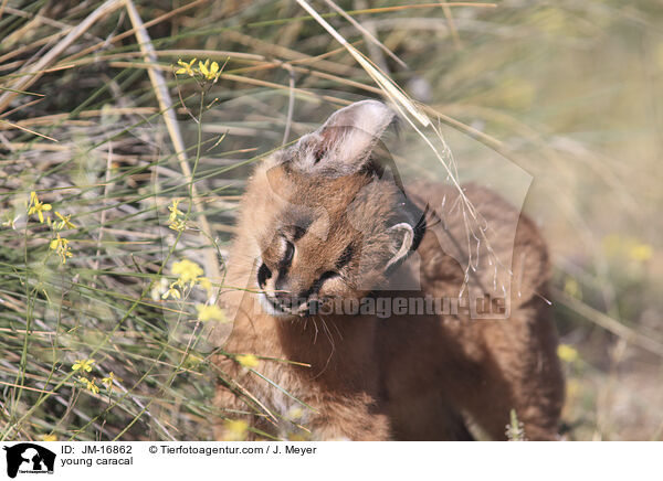 junger Karakal / young caracal / JM-16862