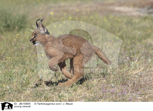 junger Karakal / young caracal / JM-16865