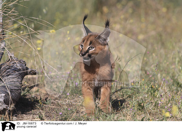 junger Karakal / young caracal / JM-16873