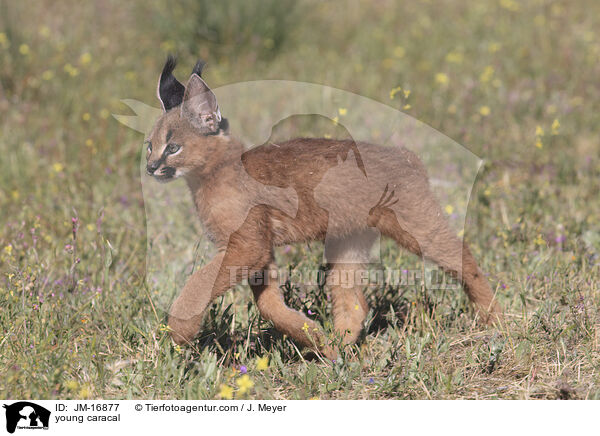 junger Karakal / young caracal / JM-16877