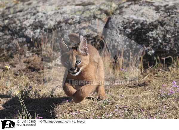 junger Karakal / young caracal / JM-16885